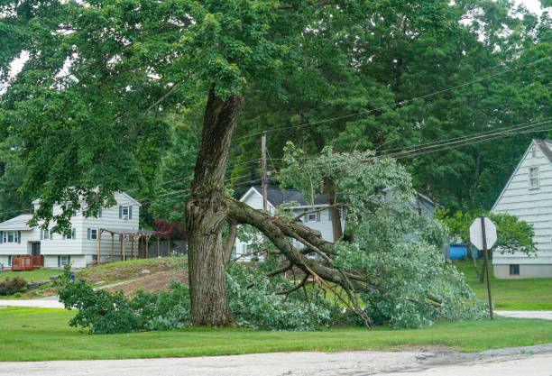 Best Local Tree Services  in Hudson, IL